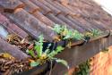 Dachrinnenreinigung in München, Rosenheim,  Prien mit Skyvac Dachrinnenreinigungsgerät